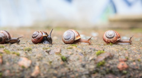 snails